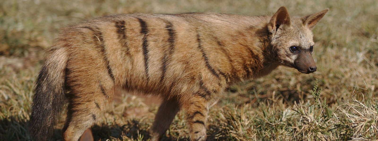 Aardwolf habitat in Tsavo National Park, Kenya,