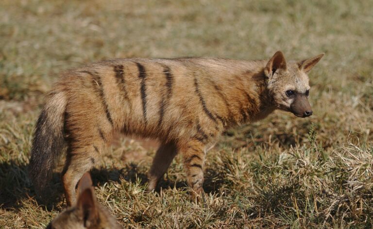 The Aardwolf: Uncovering Kenya’s Most Elusive Nocturnal Mystery