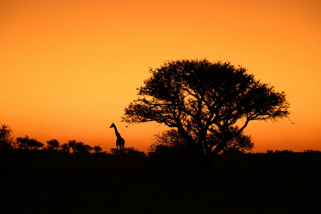 The Rothschild’s Giraffe: Kenya’s Tall & Endangered Treasure