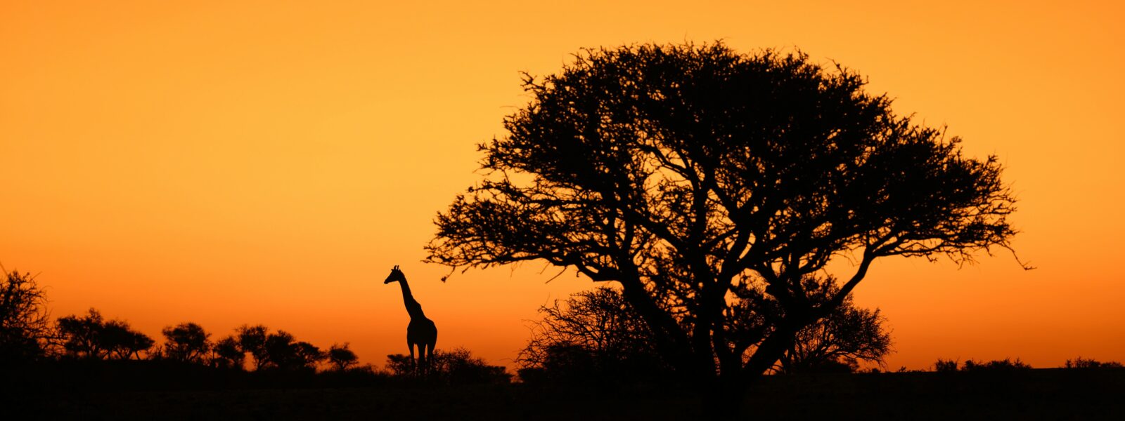 A single Rothschild giraffe Kenya silhouetted against a golden savannah sunset.