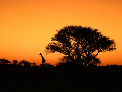 thomas-keller-Iele0AFZHd8-unsplash (1) A single Rothschild giraffe Kenya silhouetted against a golden savannah sunset.