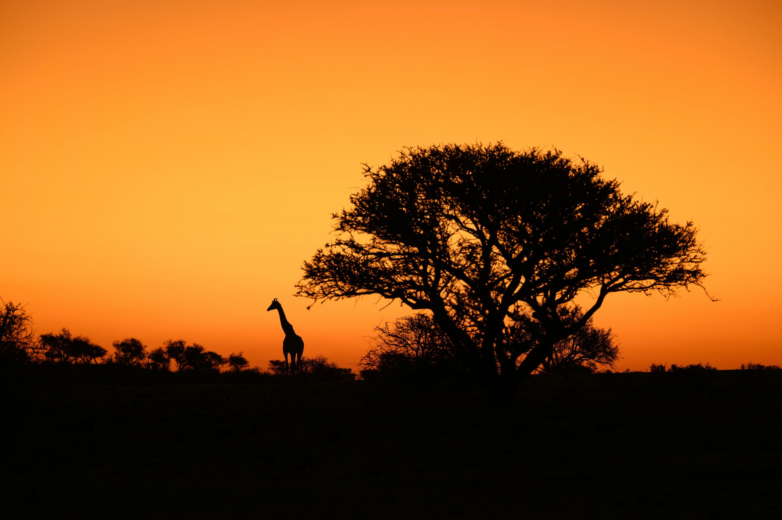 The Rothschild’s Giraffe: Kenya’s Tall & Endangered Treasure