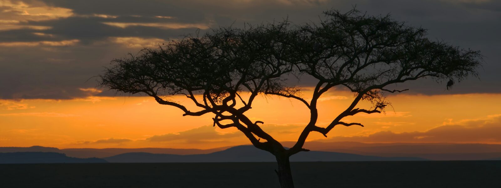 safari in kenya -Sweeping panoramic view of the Masai Mara savanna at golden hour in Kenya