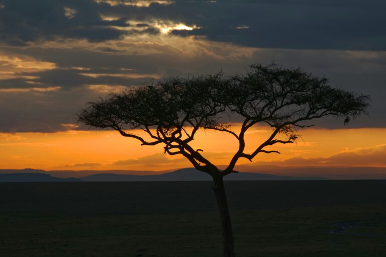 Top Reasons to Go on Safari Now