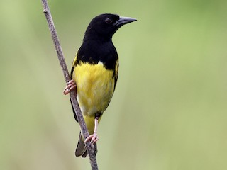 Clarke’s Weaver: The Ultimate Guide to Kenya’s Rare Coastal Bird