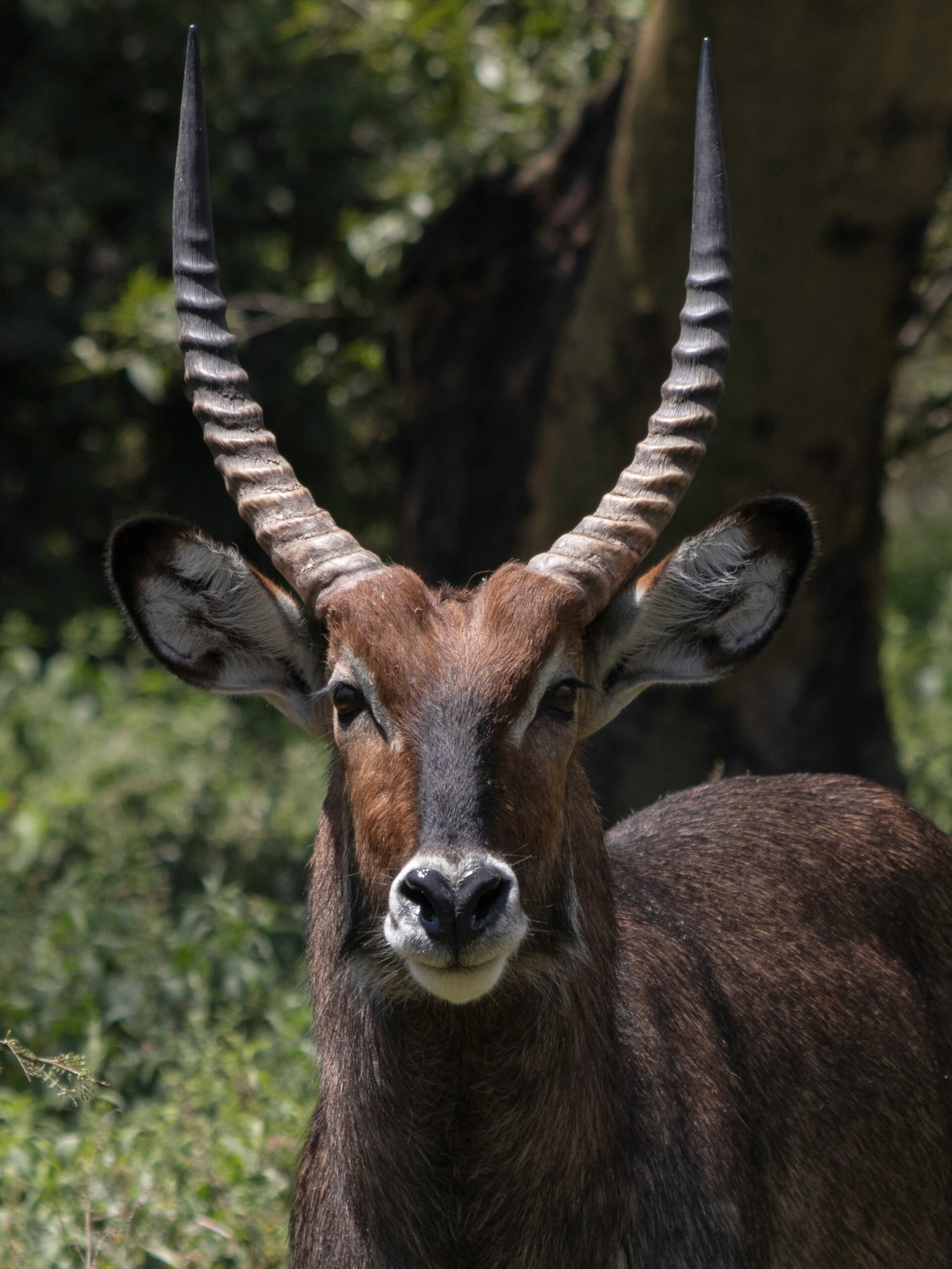 The Waterbuck