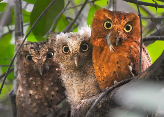 The Sokoke Scops Owl: Africa’s Tiny, Rare & Nocturnal Forest Ghost