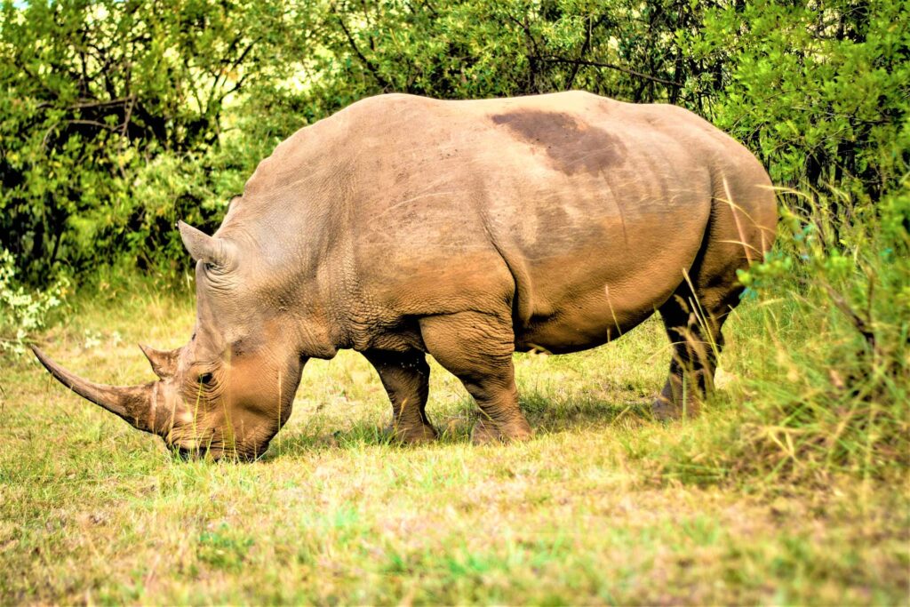 rhino spotted at the rhino sanctuary in masai mara kenya - bison safaris