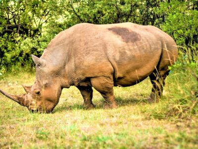 rhino spotted at the rhino sanctuary in masai mara kenya - bison safaris