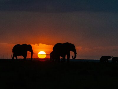 sundowner in masai mara