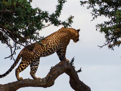 masai mara luxury safari