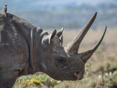 rhino spotted on safari in laikipia, kenya