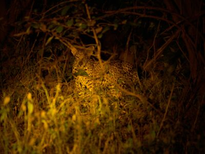 a leopard spotted during a night game drive in masai mara - Partakilat Conservancy