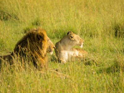 lions in masai mara