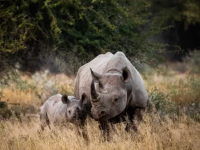 rhino spotted at the rhino sanctuary at partakilat conservancy, Masai Mara