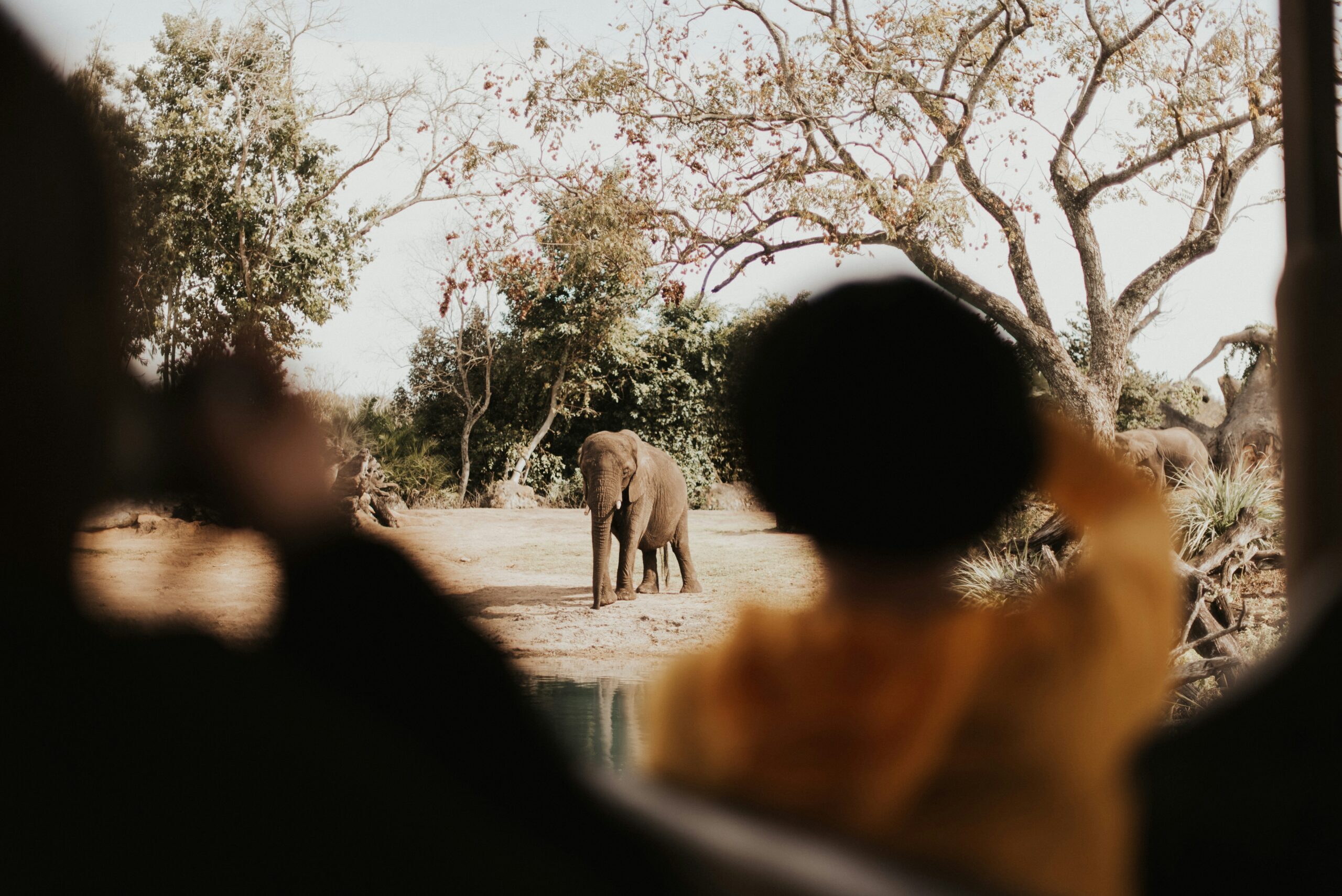Educational Safari Activities for Kids: Fun & Learning Adventures in the African Wild