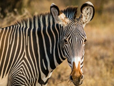 grevys zebra - rare northern 5 of samburu