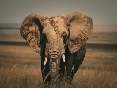masai mara