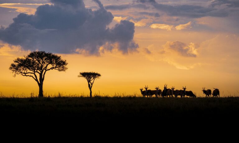 Top 12 Kenya Safari Mistakes First-Time Travelers Make