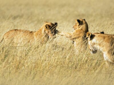 A pride of lion spotted during a kenya tanzania big 5 safari in mara — day masai mara — masai mara budget