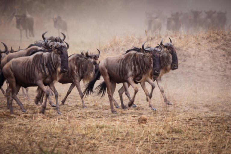 Kenya & Tanzania 12-Day Big 5 Safari: The Ultimate East African Expedition