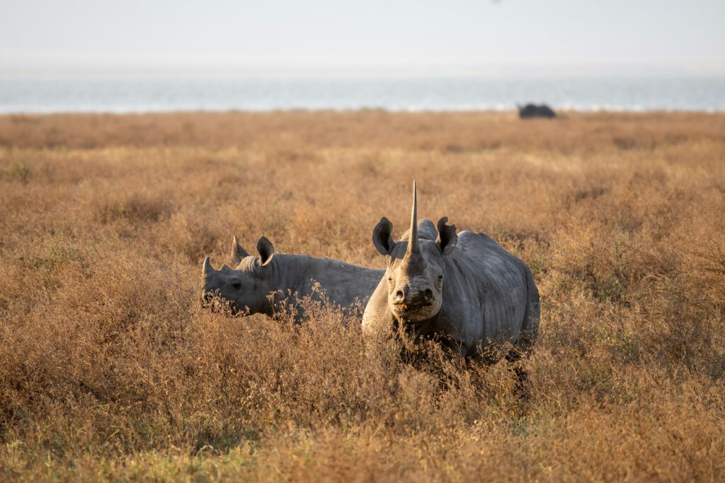 kenya and tanzania safari - ngorongoro crater