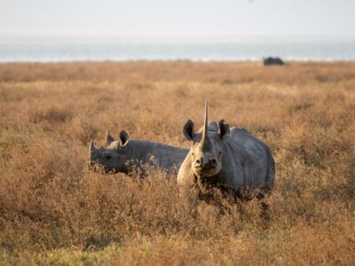 kenya and tanzania safari - ngorongoro crater