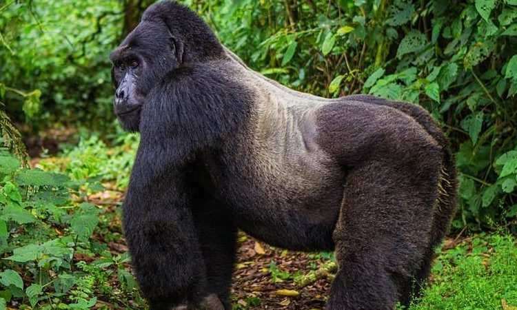 Gorilla trekking in Mgahinga Gorilla National Park