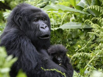 Mgahinga Gorilla National Park