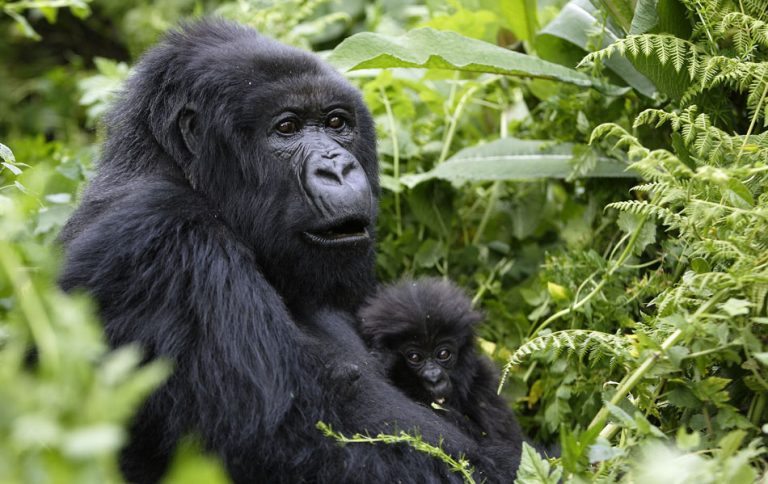 Gorilla trekking in Mgahinga Gorilla National Park