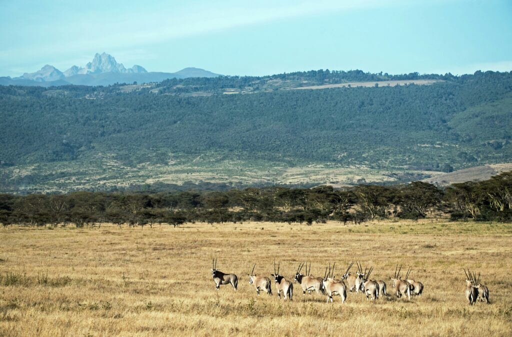 Mount Kenya Trekking photo 4