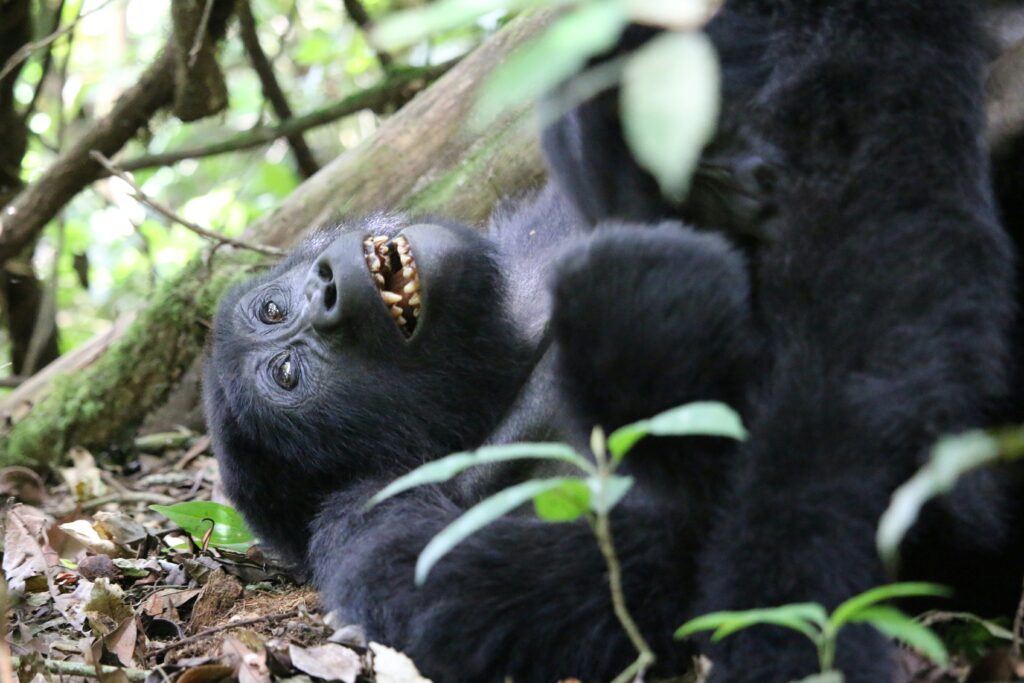 Bwindi Impenetrable National Park photo 2