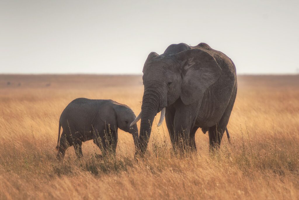Serengeti National Park, Tanzania - Safari