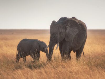 Serengeti National Park