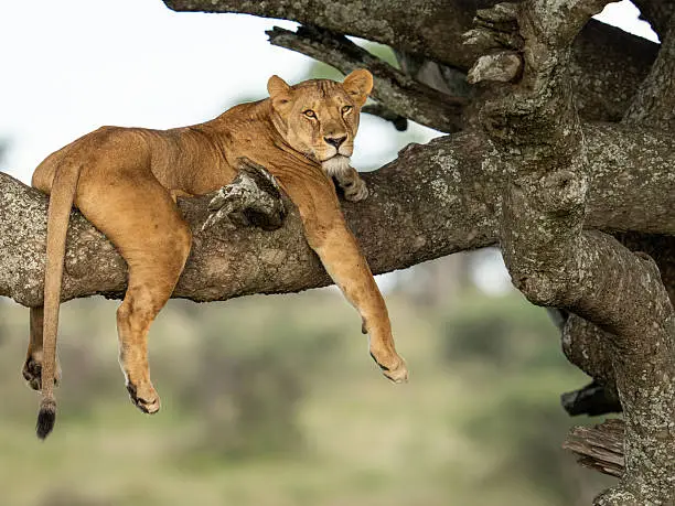 Lake Manyara National Park