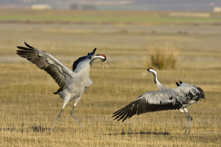 Kenyan Birds with the Most Bizarre Mating Dances