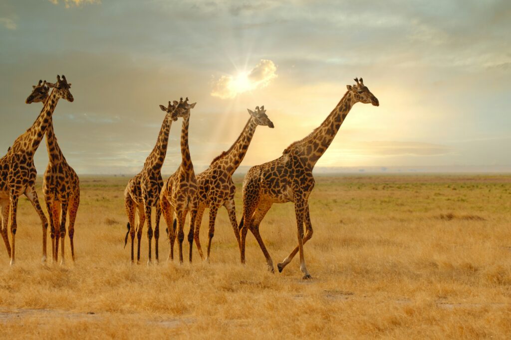 Serengeti National Park, Tanzania - Safari