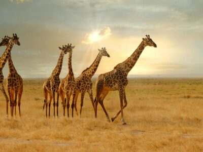 Serengeti National Park