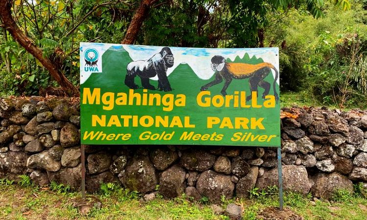 Mgahinga Gorilla National Park photo 2