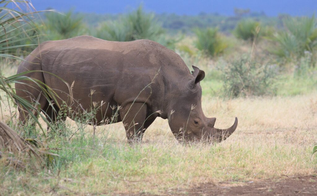 Meru National Park photo 3