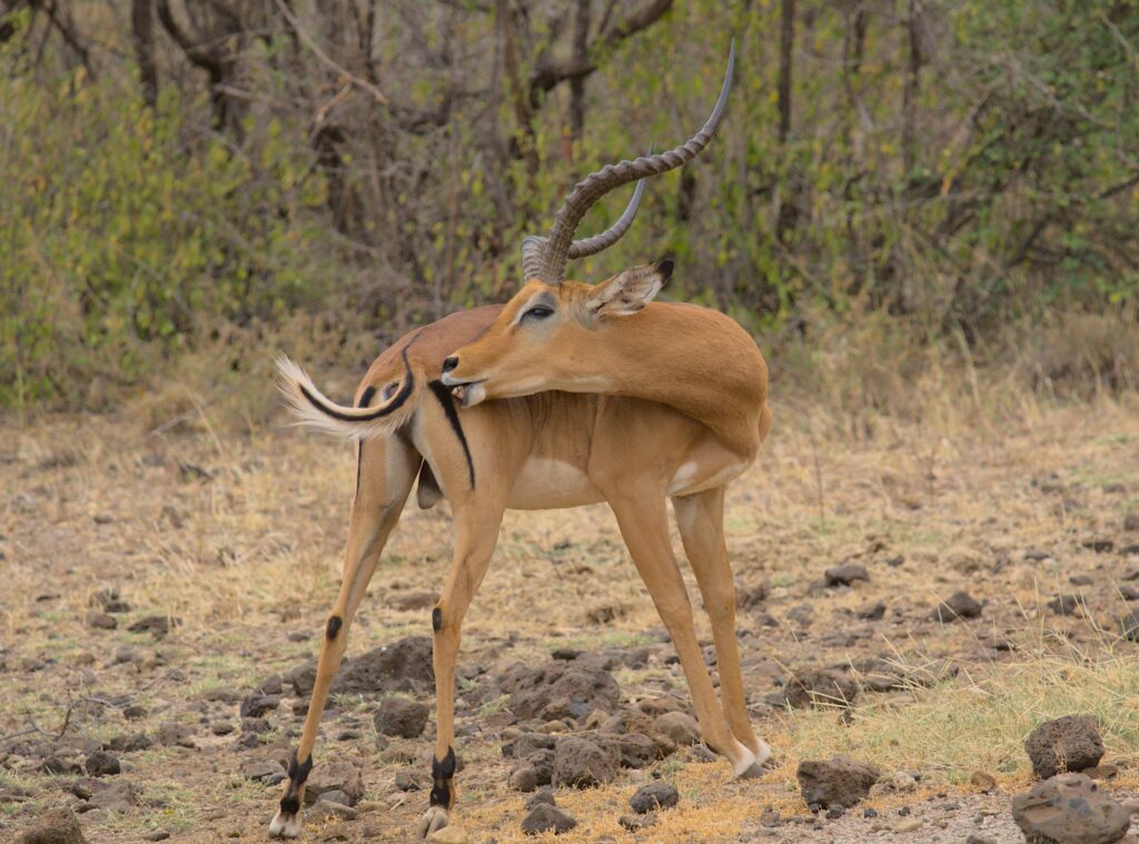 Meru National Park