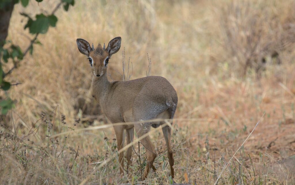 Meru National Park