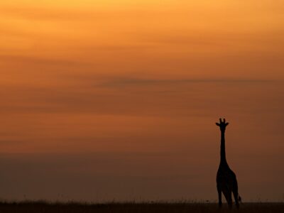 Giraffes: The incredible African Giraffe Subspecies