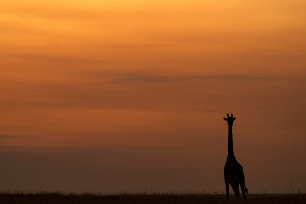 Giraffes: The incredible African Giraffe Subspecies