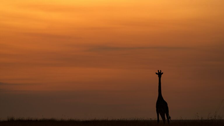 Giraffes: The incredible African Giraffe Subspecies
