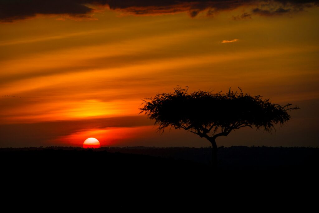 Daily tirs - kenya budget group joining safaris