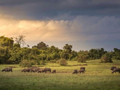 Aberdare National Park