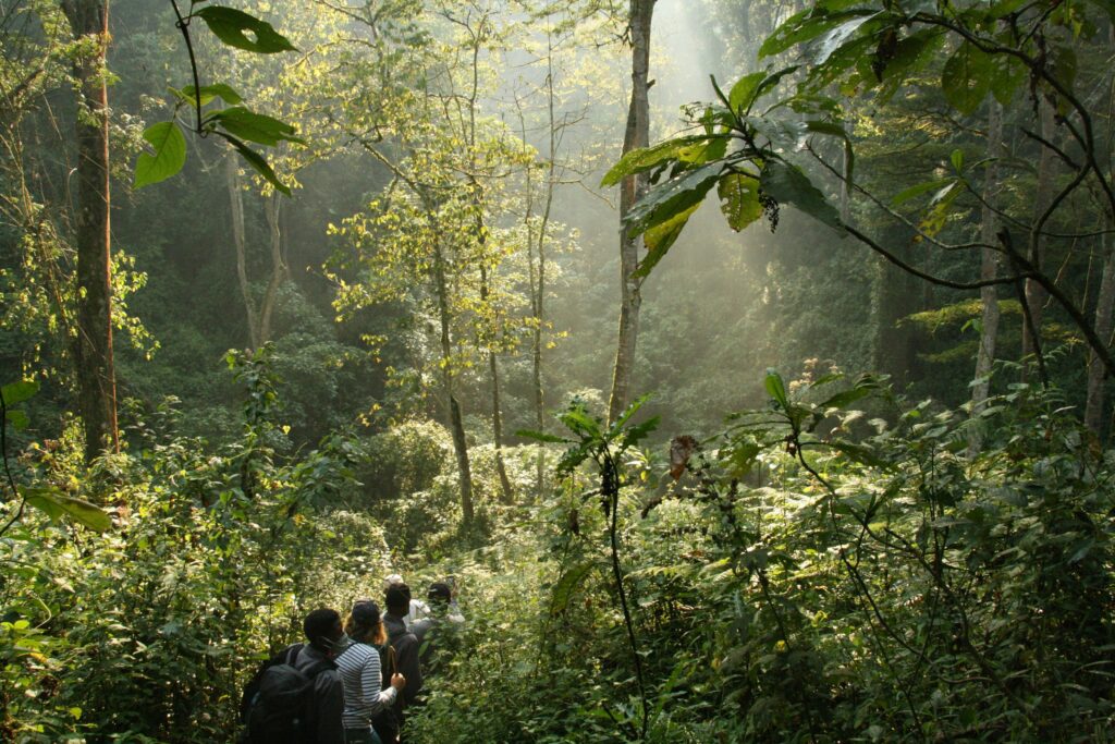 Bwindi Impenetrable National Park