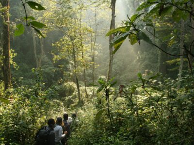 Bwindi Impenetrable National Park