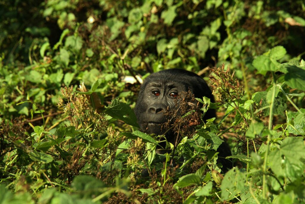 Bwindi Impenetrable National Park photo 4